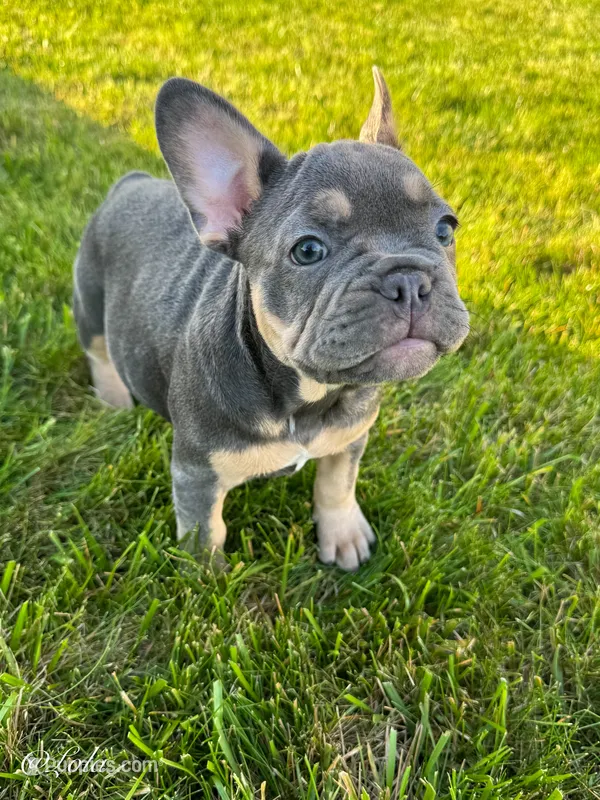 Lola – French Bulldog puppy for sale in Dover, PA