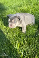 Cash, a male French Bulldog for sale in Dover, PA – 2 of 2