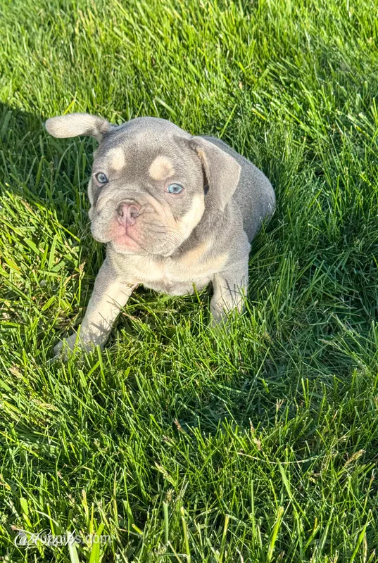 Cash – French Bulldog puppy for sale in Dover, PA