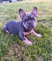 Knuckles , a male French Bulldog for sale in Dover, PA – 3 of 5