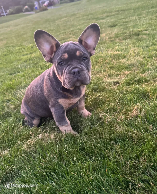 Gunner – French Bulldog puppy for sale in Dover, PA