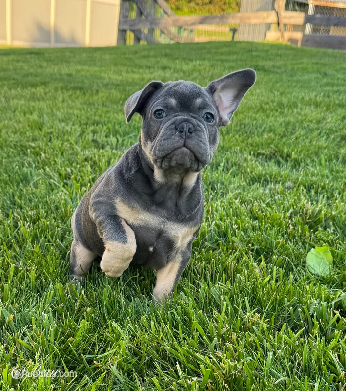 Bear – French Bulldog puppy for sale in Dover, PA
