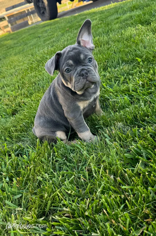Bear – French Bulldog puppy for sale in Dover, PA