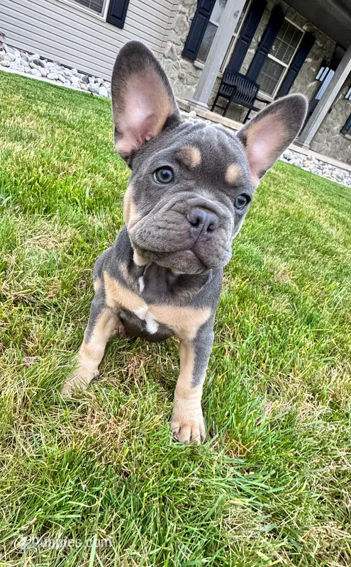 Lola – French Bulldog puppy for sale in Dover, PA