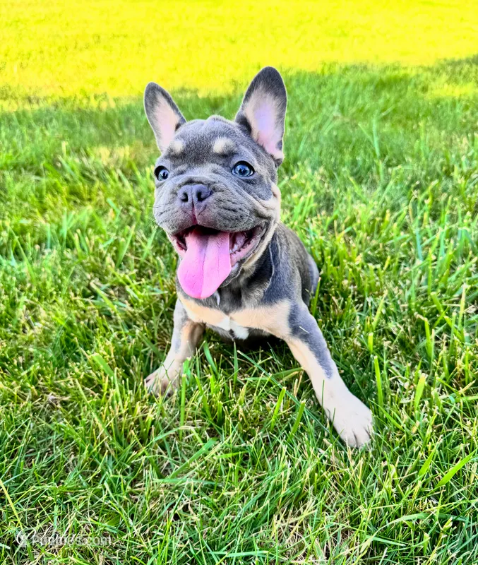 Lola – French Bulldog puppy for sale in Dover, PA