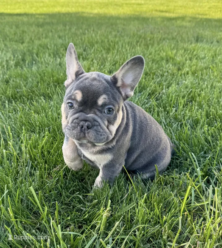Tales – French Bulldog puppy for sale in Dover, PA