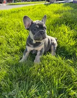 Tales, a male French Bulldog for sale in Dover, PA – 2 of 4