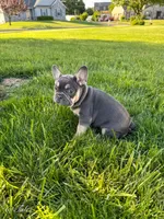 Tales, a male French Bulldog for sale in Dover, PA – 4 of 4