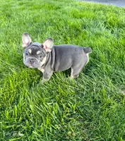 Tales, a male French Bulldog for sale in Dover, PA – 3 of 4