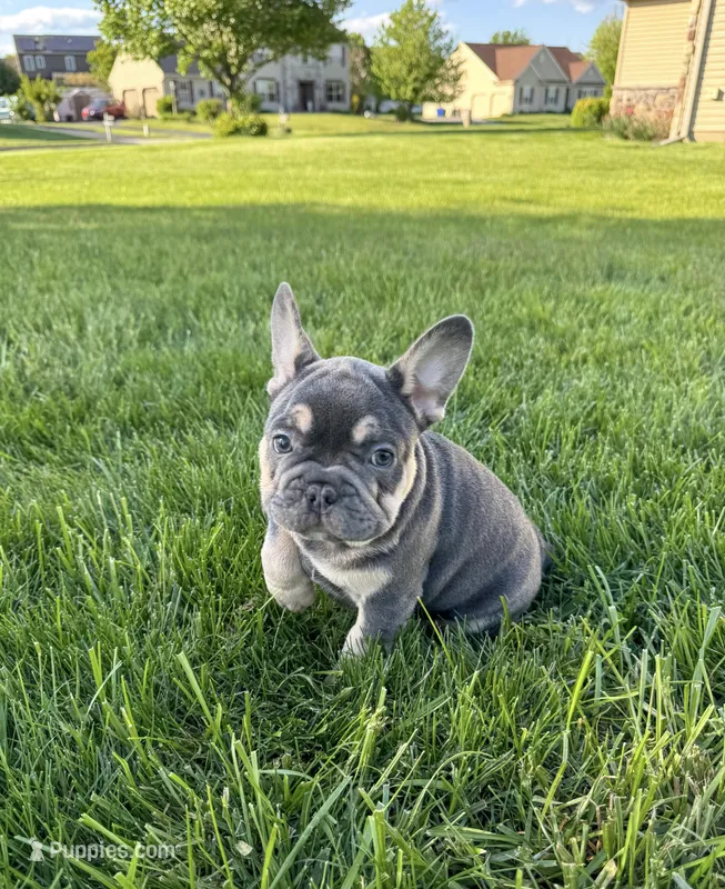 Tales – French Bulldog puppy for sale in Dover, PA