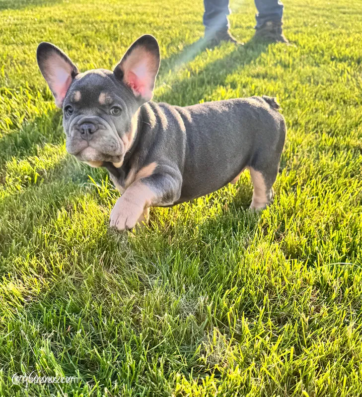 Gunner – French Bulldog puppy for sale in Dover, PA