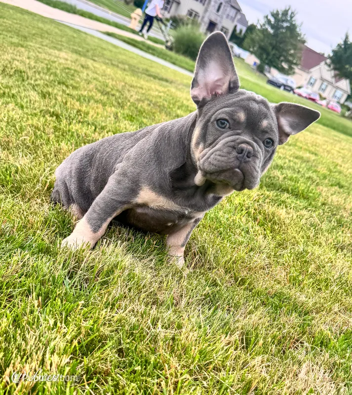 Bear – French Bulldog puppy for sale in Dover, PA
