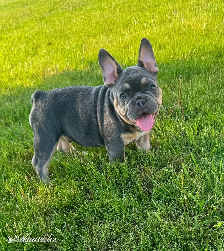 Knuckles  – French Bulldog puppy for sale in Dover, PA