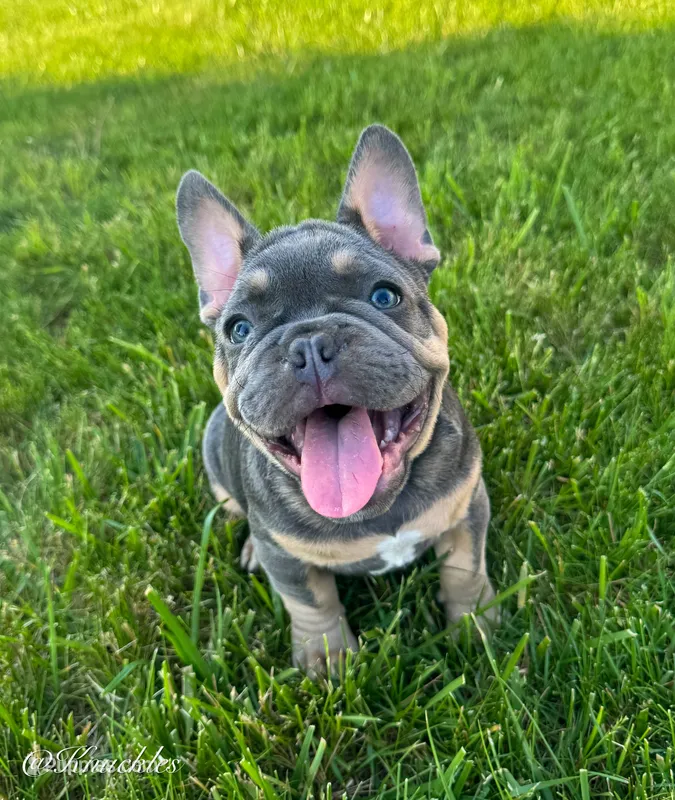 Knuckles  – French Bulldog puppy for sale in Dover, PA