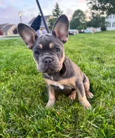 Lola, a female French Bulldog for sale in Dover, PA – 5 of 6