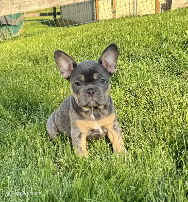Lola – French Bulldog puppy for sale in Dover, PA