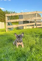 Lola, a female French Bulldog for sale in Dover, PA – 3 of 3