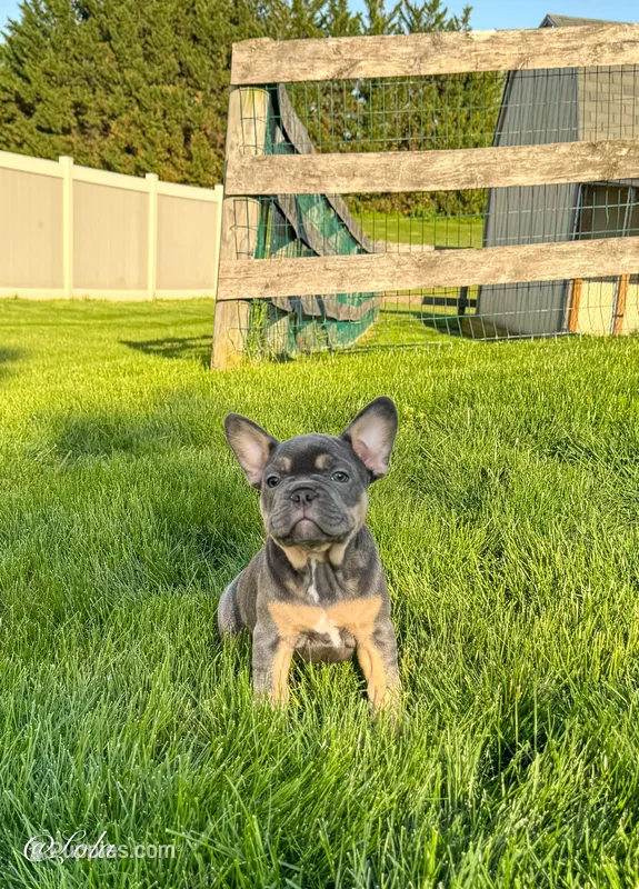Lola – French Bulldog puppy for sale in Dover, PA