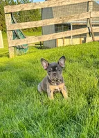 Lola, a female French Bulldog for sale in Dover, PA – 2 of 3