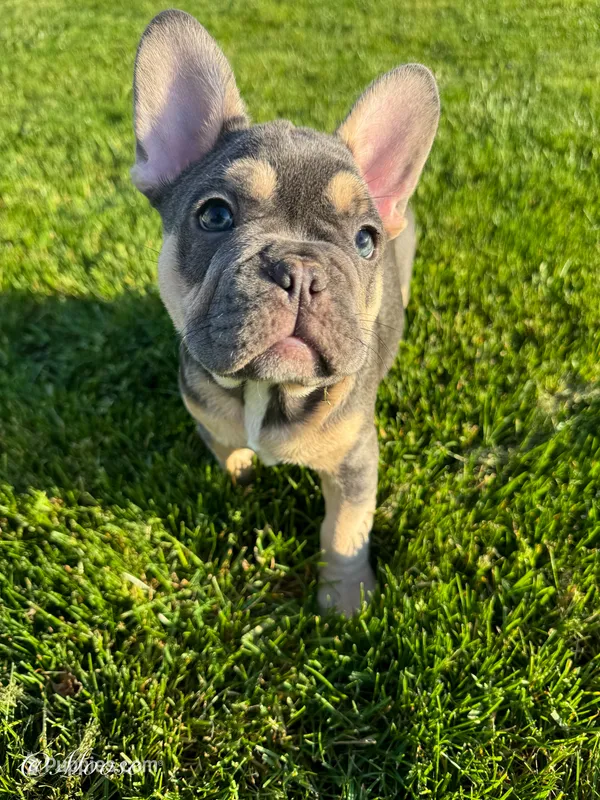 Moose – French Bulldog puppy for sale in Dover, PA