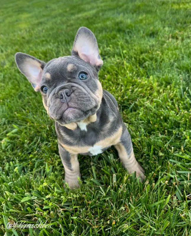 Knuckles  – French Bulldog puppy for sale in Dover, PA