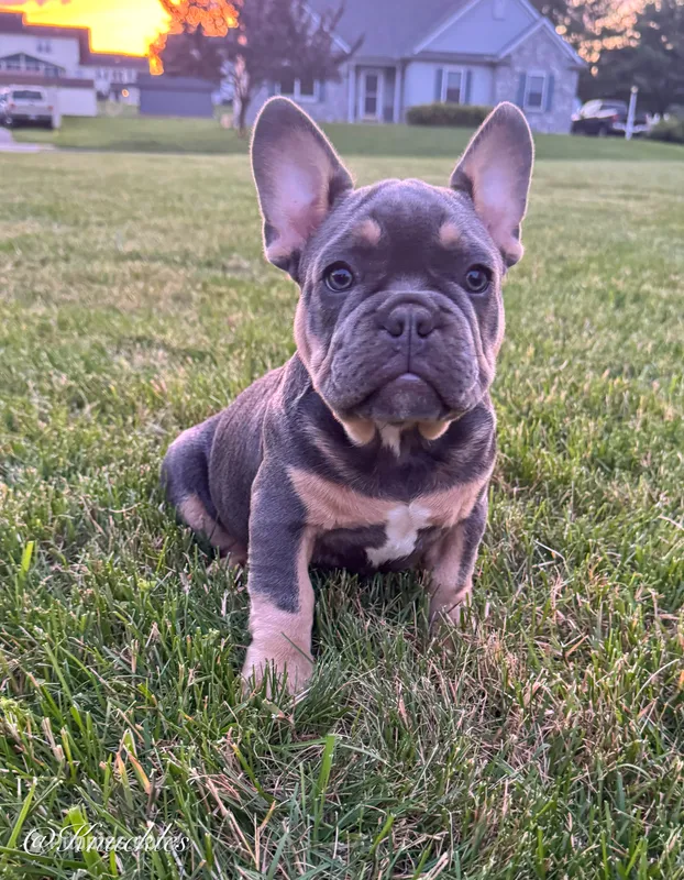 Knuckles  – French Bulldog puppy for sale in Dover, PA