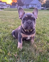 Knuckles , a male French Bulldog for sale in Dover, PA – 1 of 5