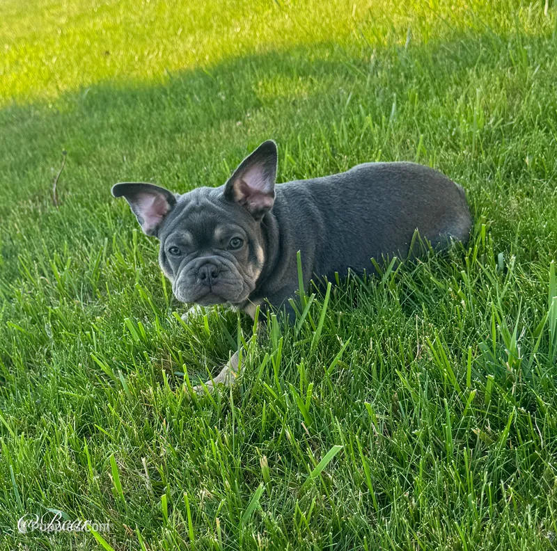 Bear – French Bulldog puppy for sale in Dover, PA