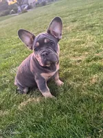 Gunner, a male French Bulldog for sale in Dover, PA – 4 of 5