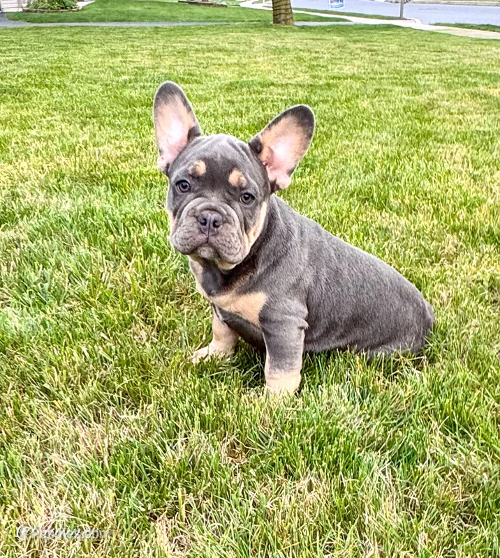 Gunner – French Bulldog puppy for sale in Dover, PA