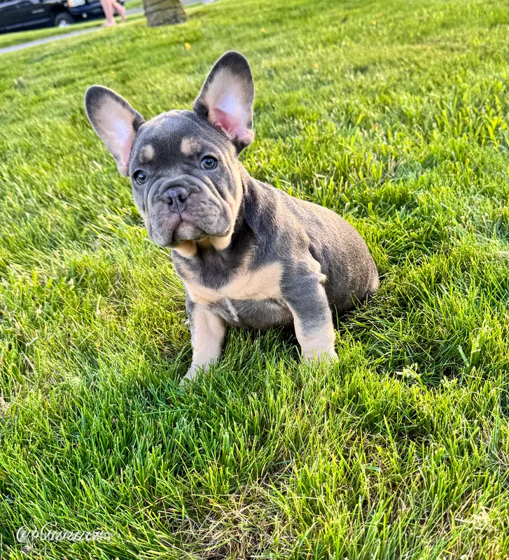 Gunner – French Bulldog puppy for sale in Dover, PA