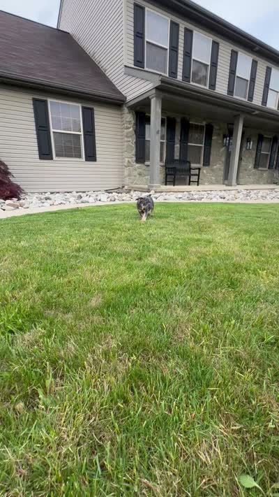 Bear, a male French Bulldog for sale in Dover, PA – 5 of 5