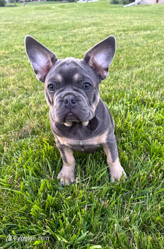 Bear – French Bulldog puppy for sale in Dover, PA