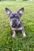 Bear, a male French Bulldog for sale in Dover, PA – 1 of 5