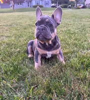 Knuckles , a male French Bulldog for sale in Dover, PA – 2 of 5