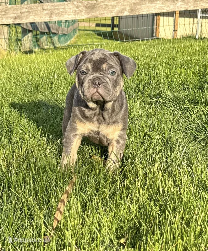 Bear – French Bulldog puppy for sale in Dover, PA
