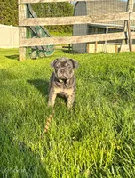 Bear, a male French Bulldog for sale in Dover, PA – 2 of 3
