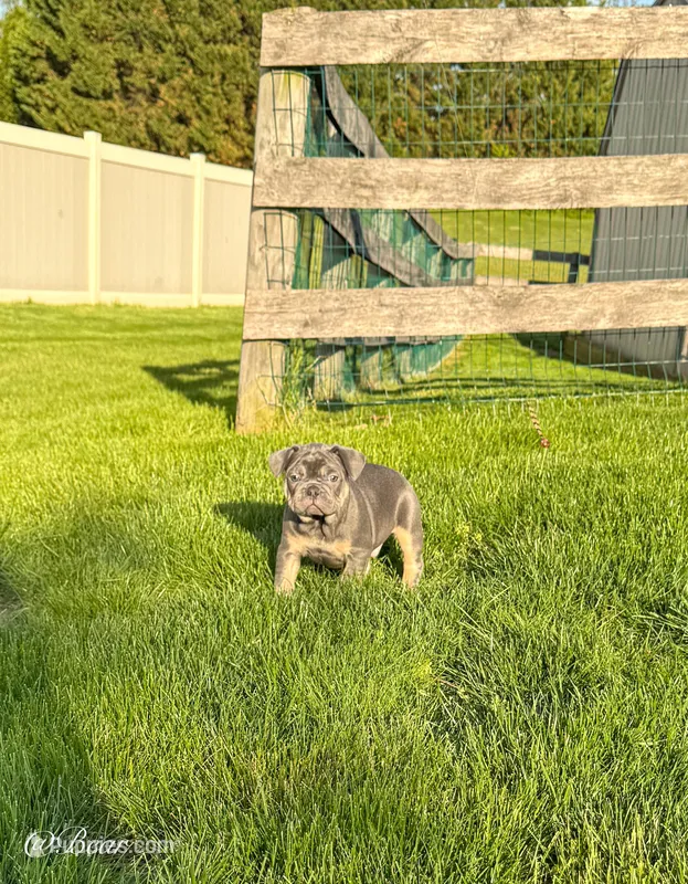 Bear – French Bulldog puppy for sale in Dover, PA