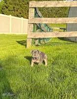 Bear, a male French Bulldog for sale in Dover, PA – 1 of 3