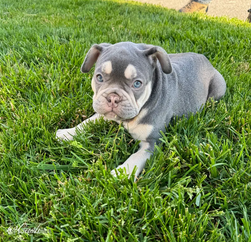 Cash – French Bulldog puppy for sale in Dover, PA