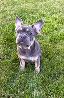 Bear, a male French Bulldog for sale in Dover, PA – 2 of 5
