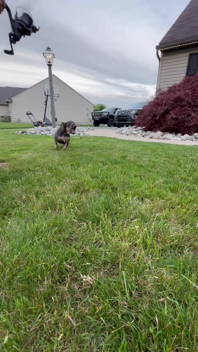Lola, a female French Bulldog for sale in Dover, PA – 6 of 6