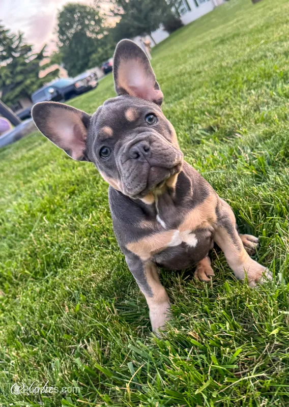 Lola – French Bulldog puppy for sale in Dover, PA