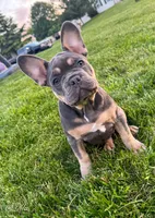 Lola, a female French Bulldog for sale in Dover, PA – 1 of 6