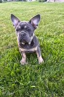 Bear, a male French Bulldog for sale in Dover, PA – 4 of 5