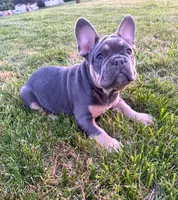 Knuckles , a male French Bulldog for sale in Dover, PA – 4 of 5