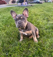 Lola, a female French Bulldog for sale in Dover, PA – 3 of 6
