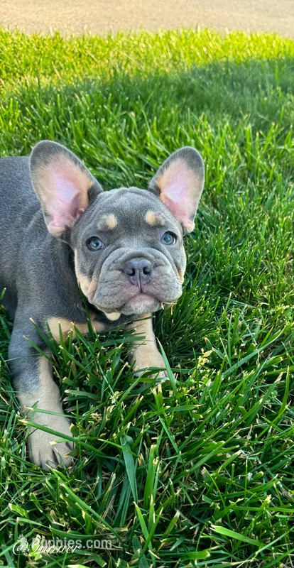 Gunner – French Bulldog puppy for sale in Dover, PA