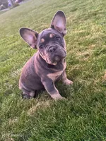 Gunner, a male French Bulldog for sale in Dover, PA – 2 of 5