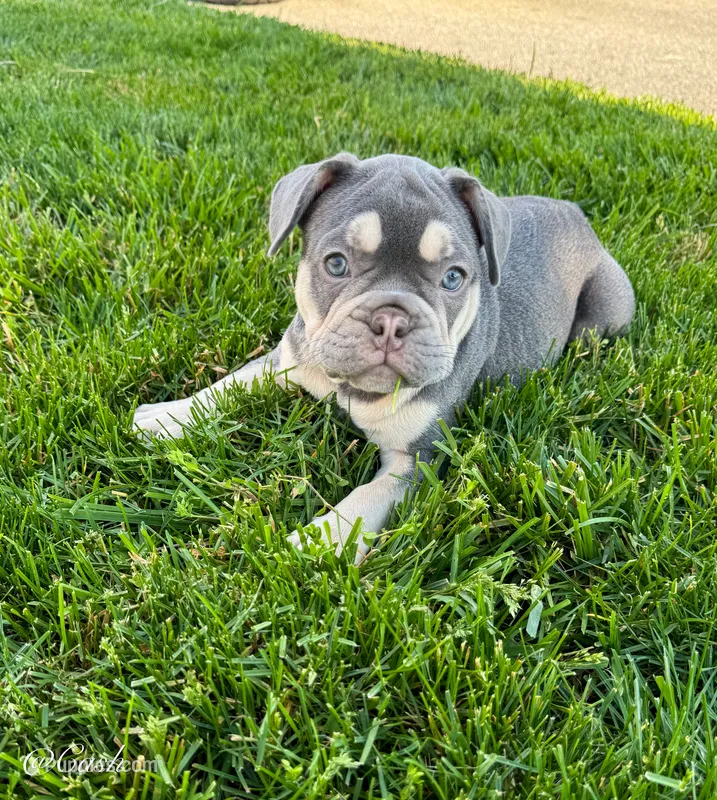 Cash – French Bulldog puppy for sale in Dover, PA